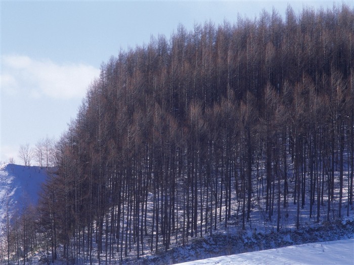 forêt, la neige fond d'écran (2) #18