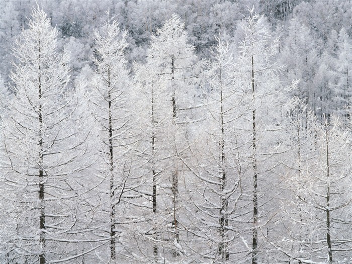Sníh lesa tapetu (2) #19