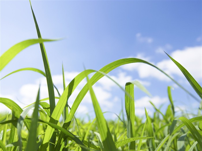 Green Grass Wallpaper (1) #5