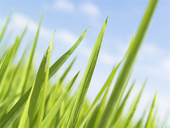 Green Grass wallpaper (1) #6