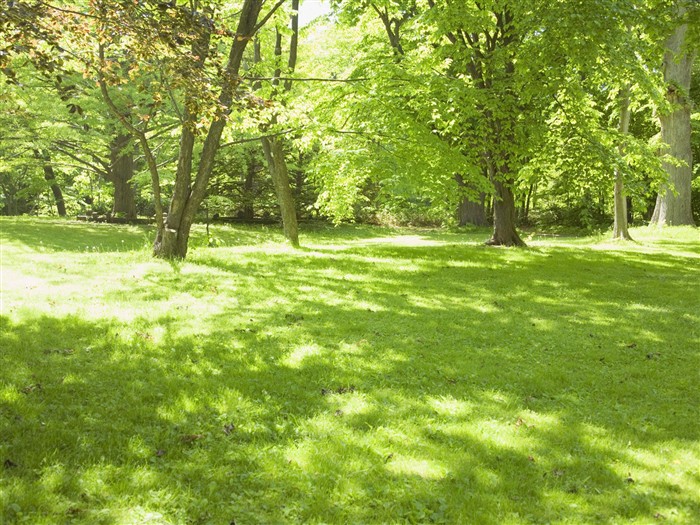 Green Grass Wallpaper (1) #8