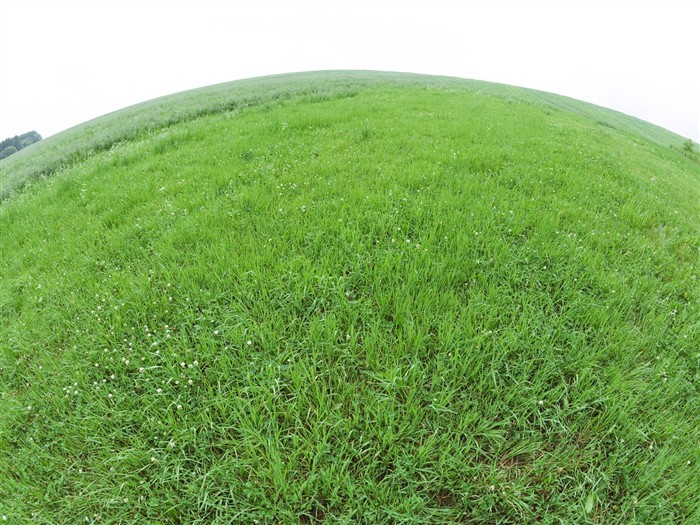 Green Grass Wallpaper (1) #11