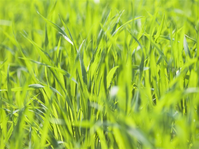 Green Grass wallpaper (2) #2