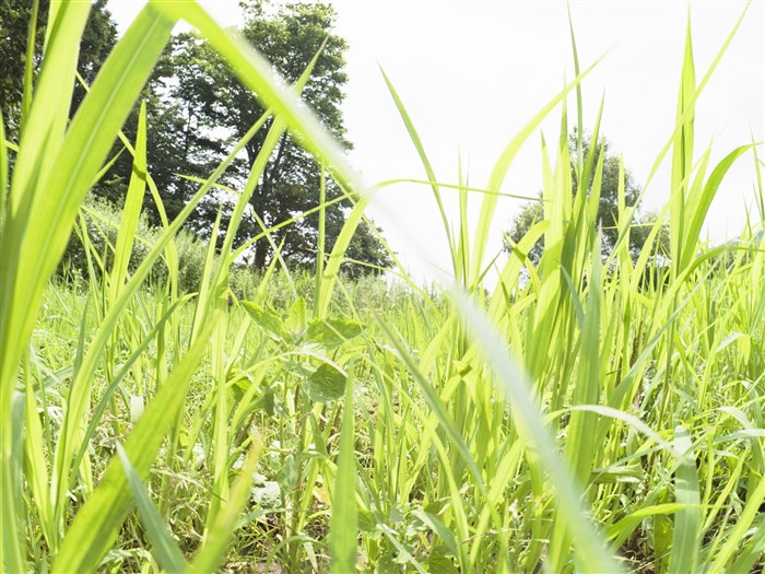 Green Grass wallpaper (2) #5