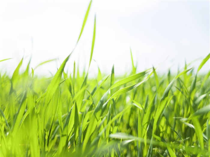 Green Grass wallpaper (2) #6