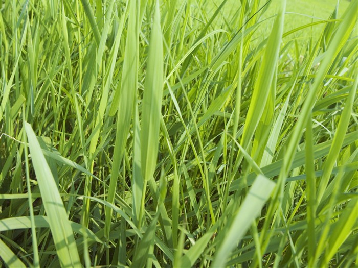 Green Grass wallpaper (2) #11