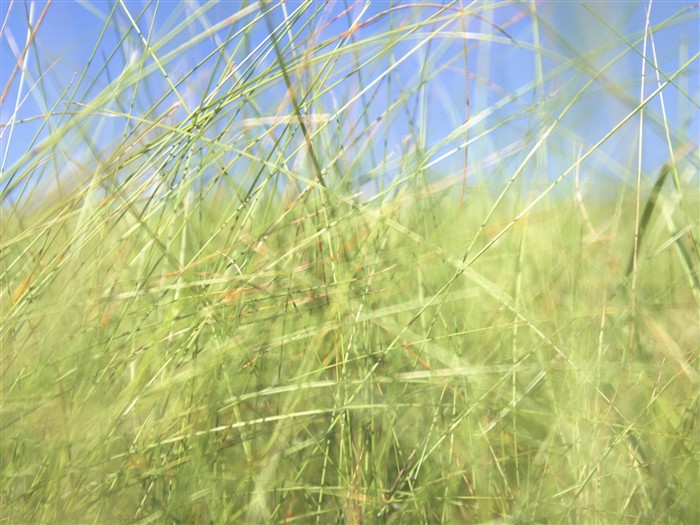 Green Grass wallpaper (2) #12