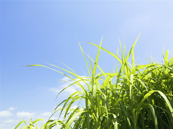 Green Grass wallpaper (3) #3