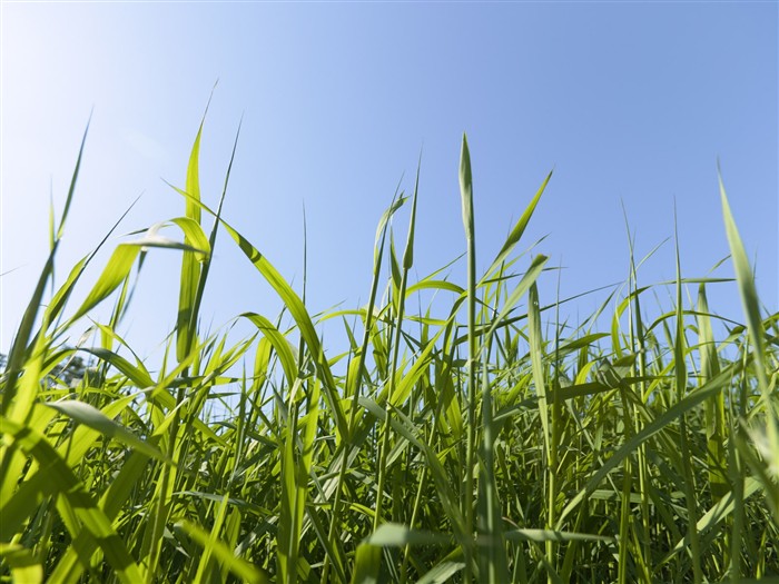 Green Grass wallpaper (3) #4