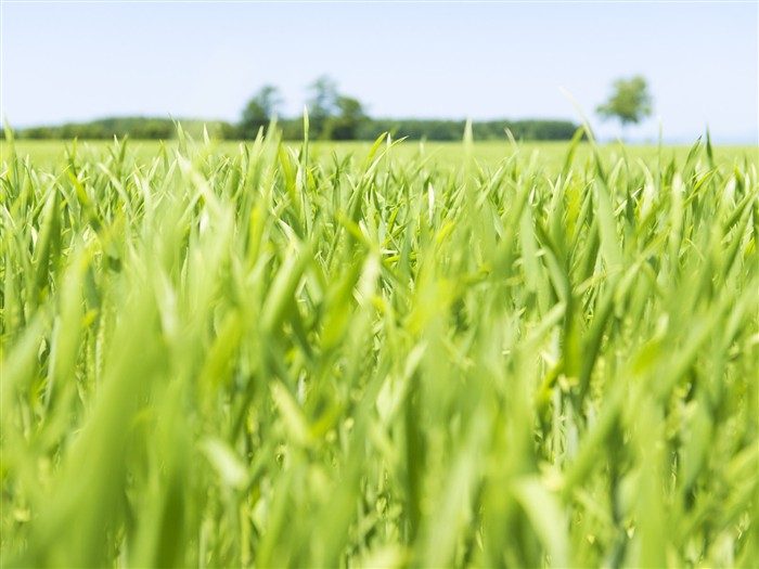 Green Grass Wallpaper (3) #9