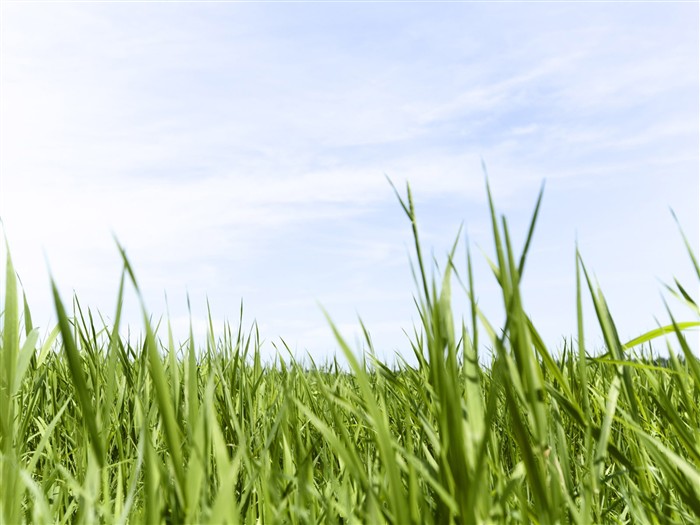 Green Grass Wallpaper (3) #10