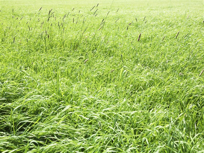 Green Grass Wallpaper (3) #19