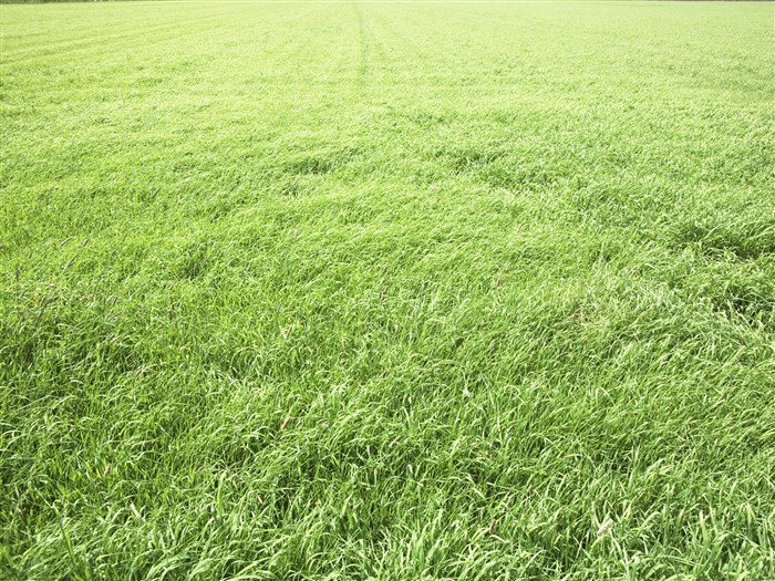 Green Grass Wallpaper (3) #20