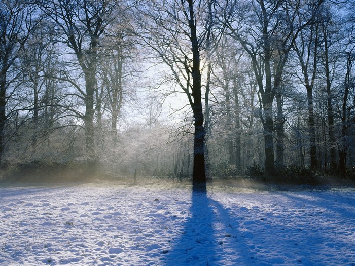 Nieve fondos de escritorio de los bosques (3) #1