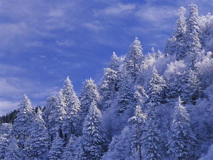 forêt, la neige fond d'écran (3) #2