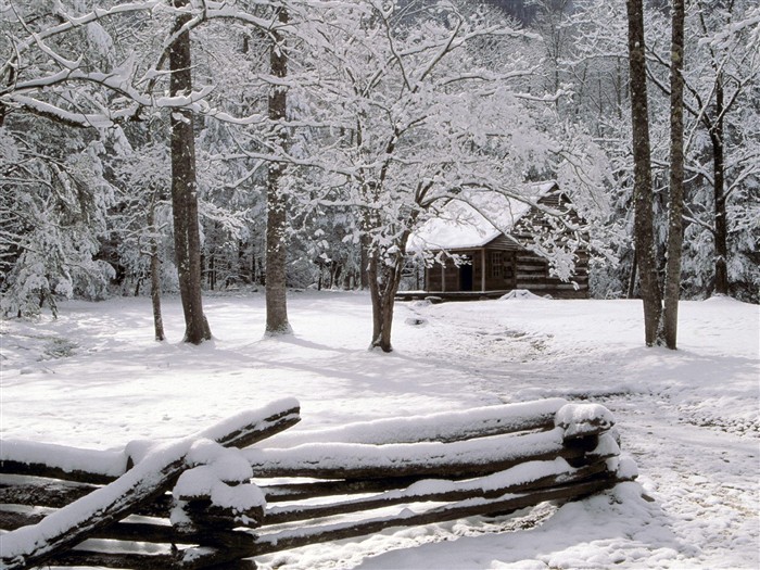 forêt, la neige fond d'écran (3) #7