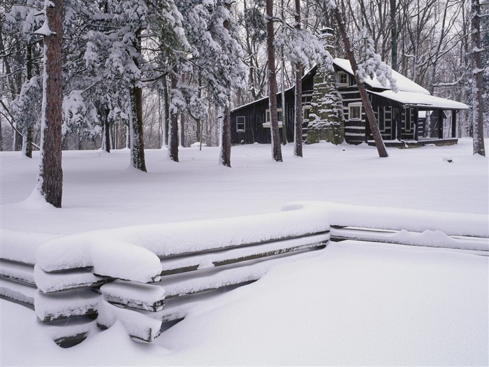 forêt, la neige fond d'écran (3) #8