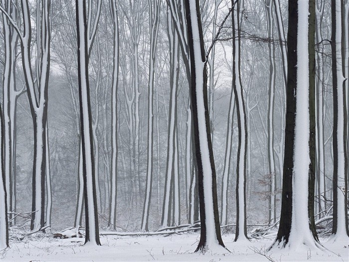 Sníh lesa tapetu (3) #13