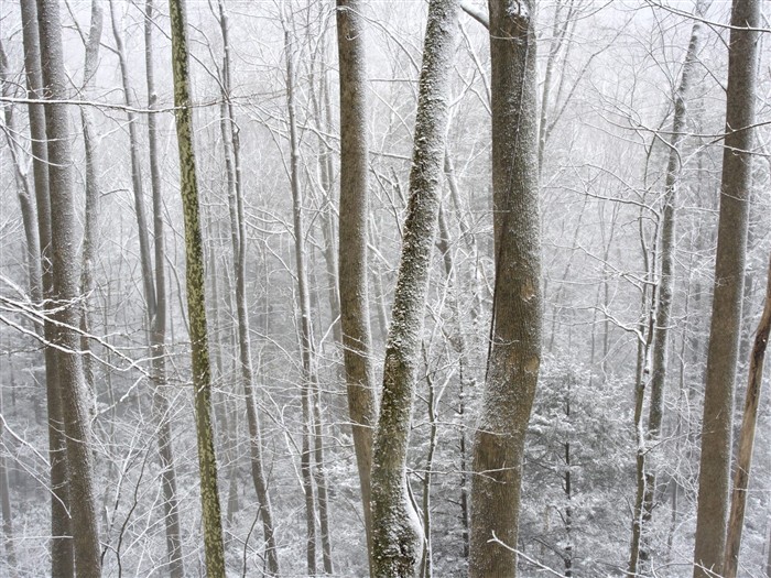 forêt, la neige fond d'écran (3) #14