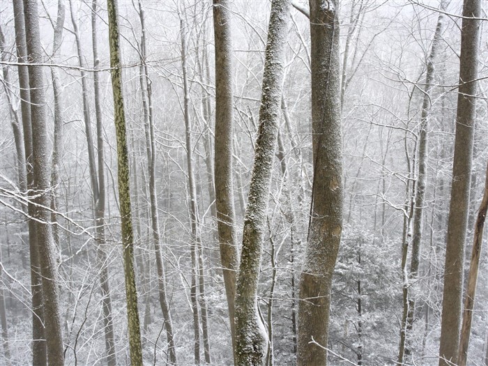 白雪森林(三)14