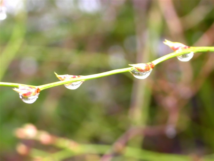 Vista 植物壁纸(三)6