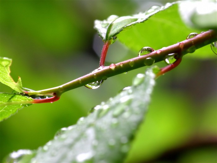  Vistaの植物の壁紙(4) #2