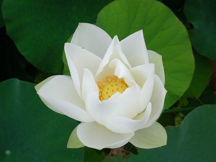 Beau fond d'écran de lotus #9