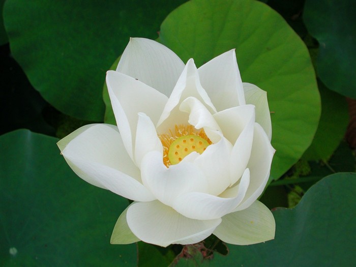 Beautiful lotus wallpaper #9