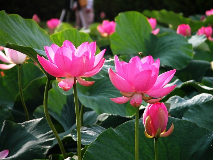 Beautiful lotus wallpaper #10