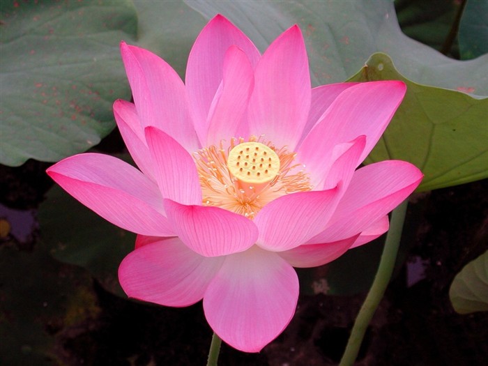 Beau fond d'écran de lotus #15