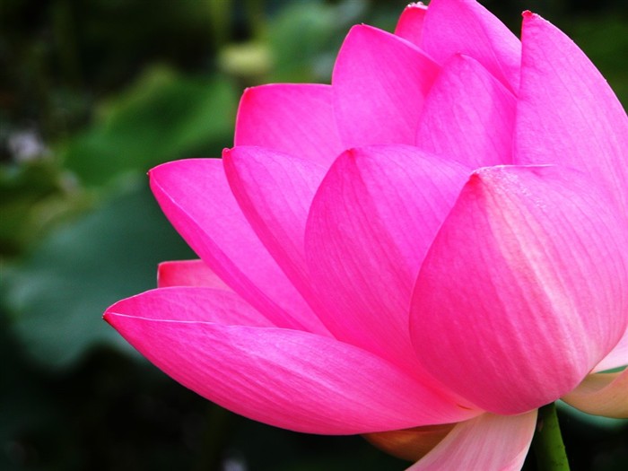 Beautiful lotus wallpaper #18