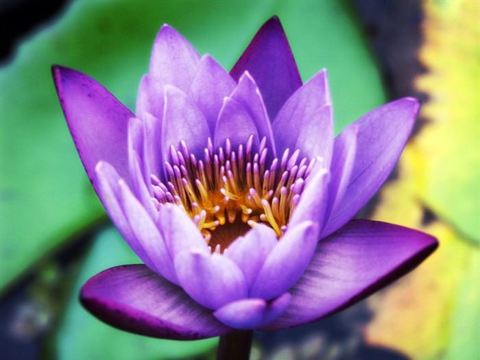 Beautiful lotus wallpaper #19