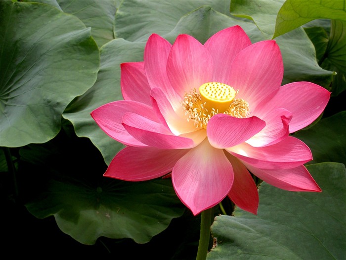 Beautiful lotus wallpaper #25