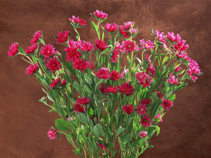 Květ Tapety na plochu výběr (1) #31
