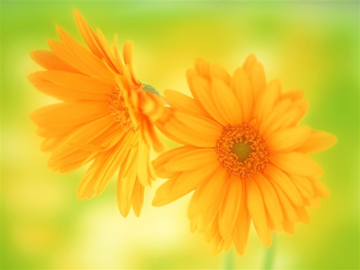 Flower Hintergrundbilder Selection (1) #37