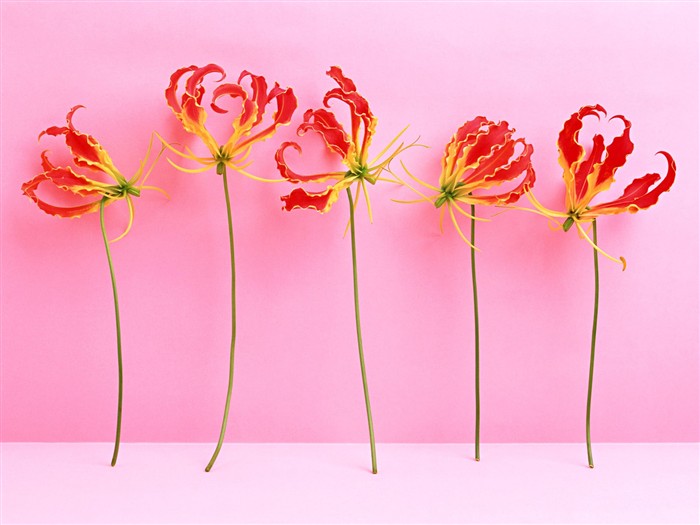 Flower Desktop Wallpaper Selection (2) #5