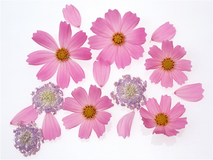 Flower Desktop Wallpaper Selection (2) #11