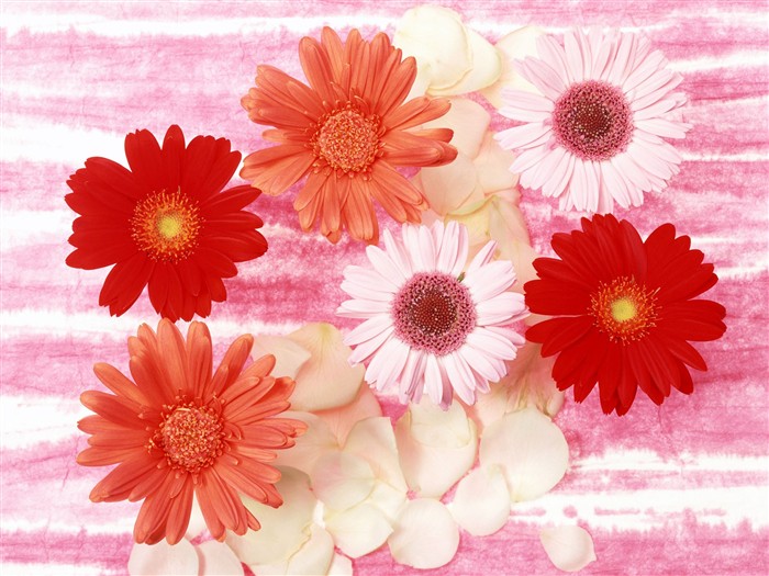 Flower Desktop Wallpaper Selection (2) #36