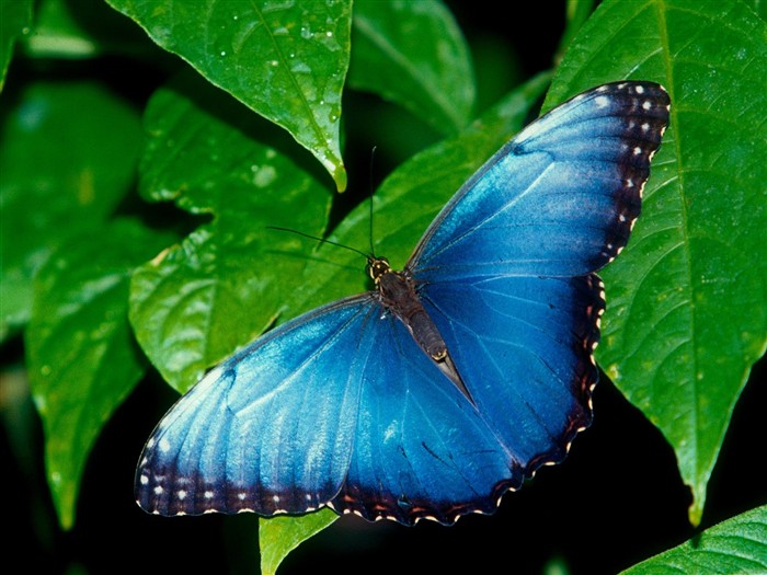 Butterfly Photo Wallpaper (2) #1