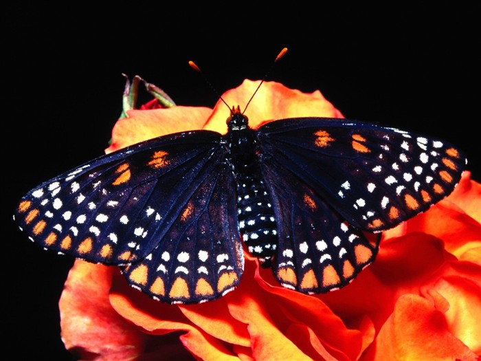 Butterfly Foto tapety (2) #3