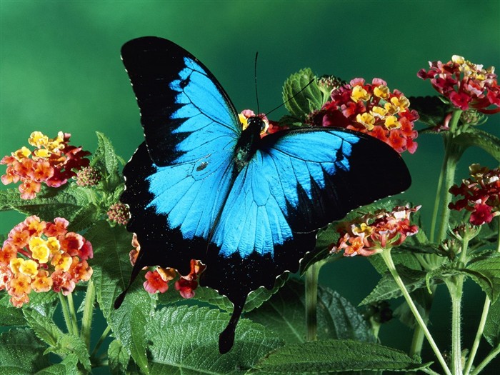 Butterfly Photo Wallpaper (2) #5