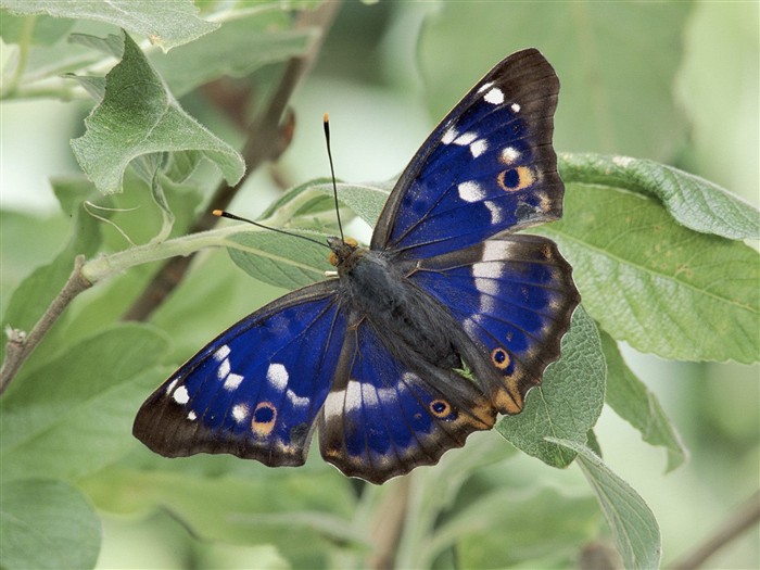 Fondo de pantalla de fotos de Mariposas (2) #6