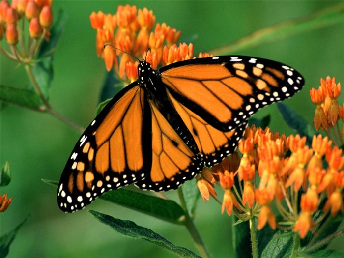 Butterfly Photo Wallpaper (2) #8