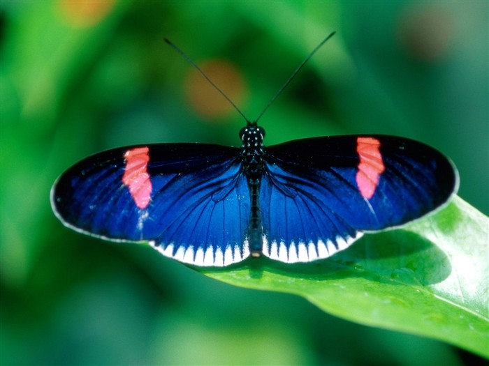 Butterfly Photo Wallpaper (2) #13