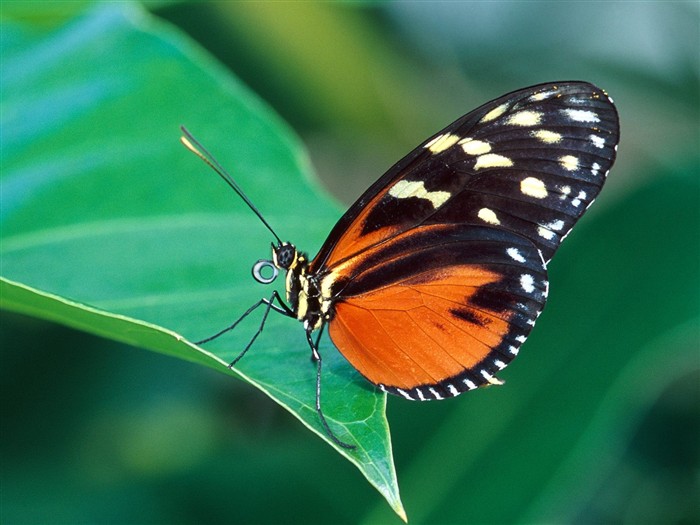 Fondo de pantalla de fotos de Mariposas (2) #15