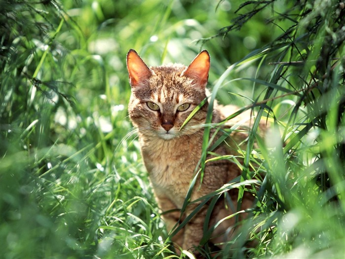 Los gatos Fondos de Fotografía #11