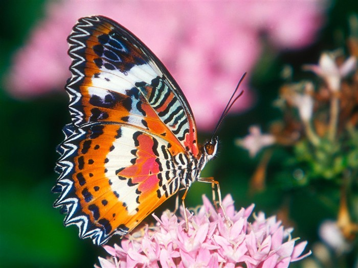 Fondo de pantalla de fotos de mariposas (1) #1