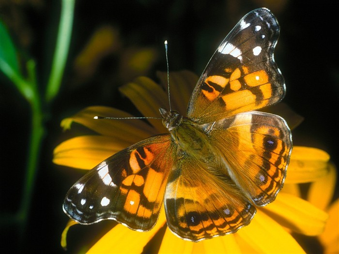 Fondo de pantalla de fotos de mariposas (1) #4