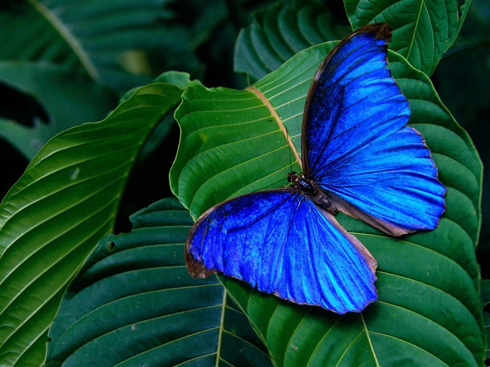 Butterfly Photo Wallpaper (1) #7