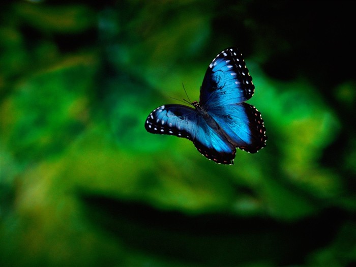 Butterfly Photo Wallpaper (1) #9